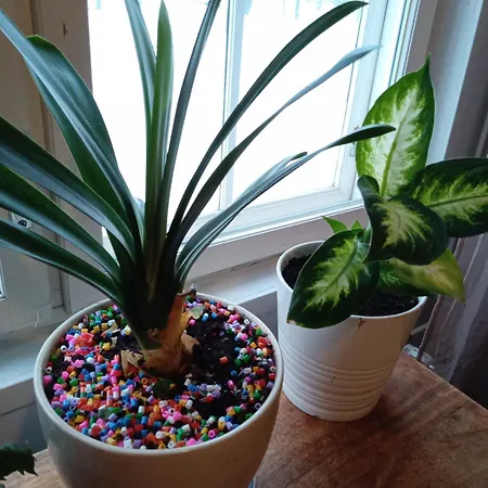 Warkhaus Korpela * Варкаус